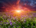 Sunset over wild flower meadow Royalty Free Stock Photo