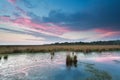 Sunset over wild swamp in summer Royalty Free Stock Photo