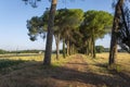 Sunset over the winding road with cypresses in Tuscany