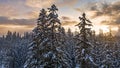 Sunset over a winter forest Royalty Free Stock Photo