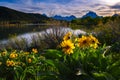 Sunset at Oxbow Bend with blooming wildflowers in Grand Teton National Park Royalty Free Stock Photo