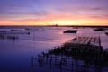 Sunset on oyster rack