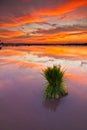 Sunset in a Paddy Field in Kedah Malaysia Royalty Free Stock Photo