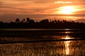 Sunset at Paddy Field Royalty Free Stock Photo