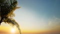Sunset palm leaves Landscape island beautiful view 3d