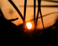 Sunset through a palm tree