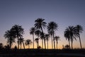 Sunset with palm tree Royalty Free Stock Photo