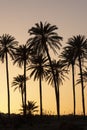 Sunset with palm tree Royalty Free Stock Photo