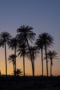 Sunset with palm tree Royalty Free Stock Photo