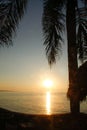 Sunset through palm tree leaves  MExico over beach/pacific ocean Royalty Free Stock Photo