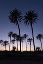 Sunset with palm tree Royalty Free Stock Photo