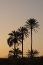 Sunset with palm tree Royalty Free Stock Photo