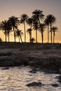 Sunset with palm tree Royalty Free Stock Photo