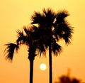 Sunset between palm trees Royalty Free Stock Photo