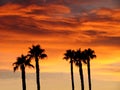 Sunset with Palm Trees Royalty Free Stock Photo