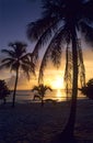 Sunset on palm trees at Bayahibe beach Royalty Free Stock Photo