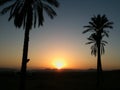 Sunset and palm trees