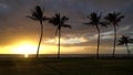 Sunset with Palm Trees in Hawaii