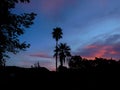 Sunset with Palm Trees and Pink Clouds Royalty Free Stock Photo