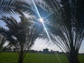 Sunset palm trees sky Royalty Free Stock Photo