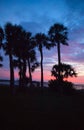 Sunset with palm trees