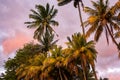 Sunset and palm trees, Tombeau Bay, Mauritius, Africa Royalty Free Stock Photo