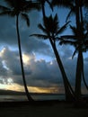 Sunset Palms