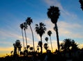 Sunset palms over the beach in Santa Barbara Royalty Free Stock Photo