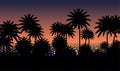 Sunset with palms