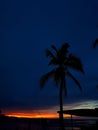 Palmtree contrast, Beach Paradise, Puerto Viejo Royalty Free Stock Photo