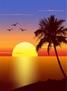 Sunset with palmtree silhouette Royalty Free Stock Photo