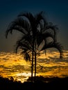 Sunset with palmtree silhouette Royalty Free Stock Photo