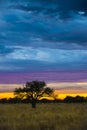 Pampas Landscape Royalty Free Stock Photo