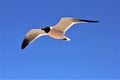 Sunset Panama City Beach Florida, Balmy Hot evening egrets Royalty Free Stock Photo