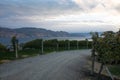 Sunset panorama view over vineyard okanagan valley canada