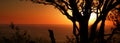 Sunset panoramic silhouette of trees