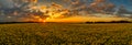 Sunset panoramic view over a blloming yellow rapeseed field at spring with orange clouds and the undergoing sun at the