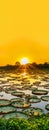 Sunset in pantanal wetlands with lake and victoria regia leafs Royalty Free Stock Photo