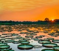 Sunset in pantanal wetlands with pond and victoria regia Royalty Free Stock Photo