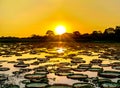 Sunset in pantanal wetlands with pond and victoria regia plant Royalty Free Stock Photo