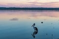 Soft Shades of Blue and Purple Sunset with a Pelican - Waterscape