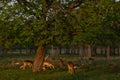 Sunset in Phoenix Park Dublin - Courtyard of famous and beautiful Dracula castle named Bran Castle in Transylvania, Romania. Royalty Free Stock Photo