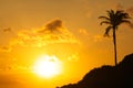 Lonely palm tree at sunset in Bahia