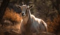 sunset photo of cashmere goat in its natural habitat. Generative AI