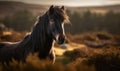 sunset photo of Dartmoor breed of pony in its natural habitat. Generative AI