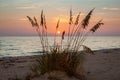 Photo of the sun setting in the middle of a bunch of sea oats on the Florida Gulf coast Royalty Free Stock Photo