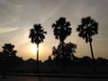 Sunset picture within three palm trees Royalty Free Stock Photo