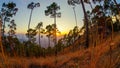Sunset in the pine forest The evening Mountain Landscapes Photography