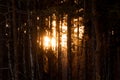 Sunset in the pine forest. Sun rays blooming trough the trees