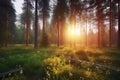 Sunset in the pine forest,  Sunrise in the woods,  Sunlight through the trees Royalty Free Stock Photo